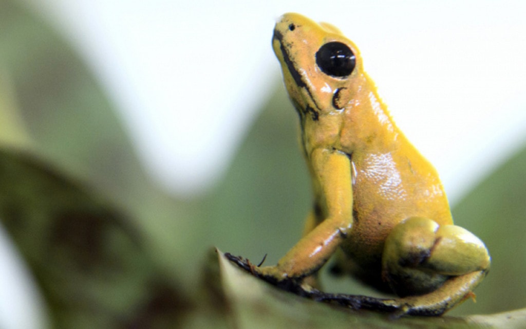 L  Lo Zoo Piu Velenoso Della Svizzera Fa Tappa A Landquart G870 Bdc9b