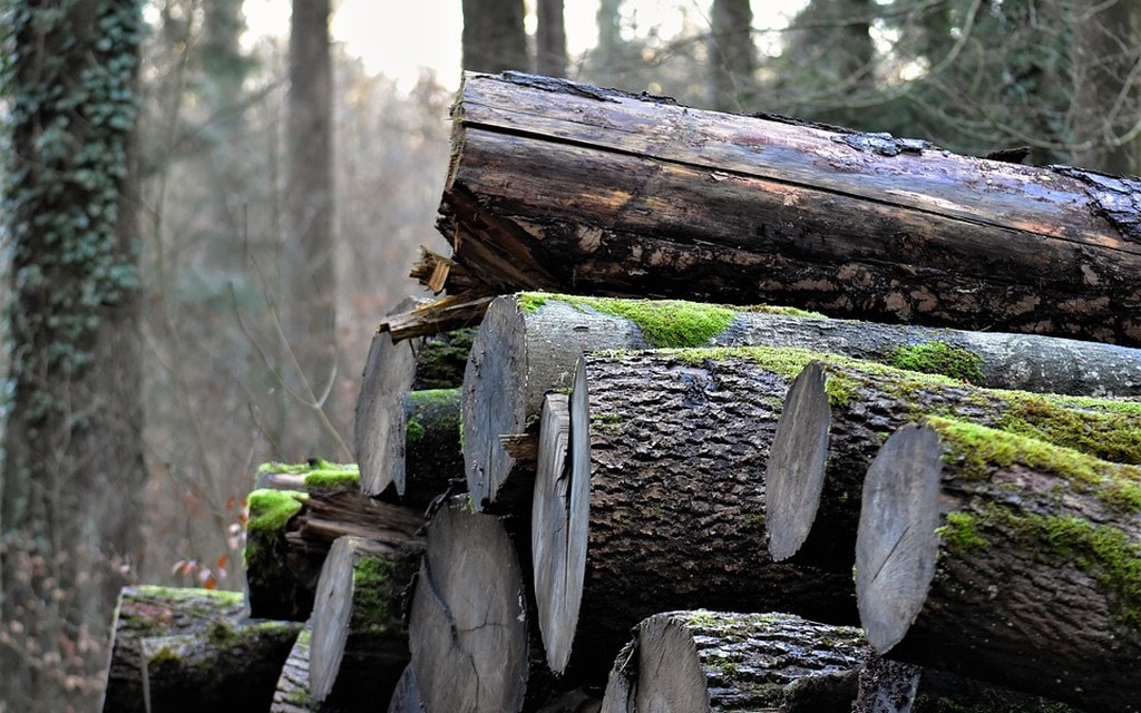 Legname Alberi E1d36