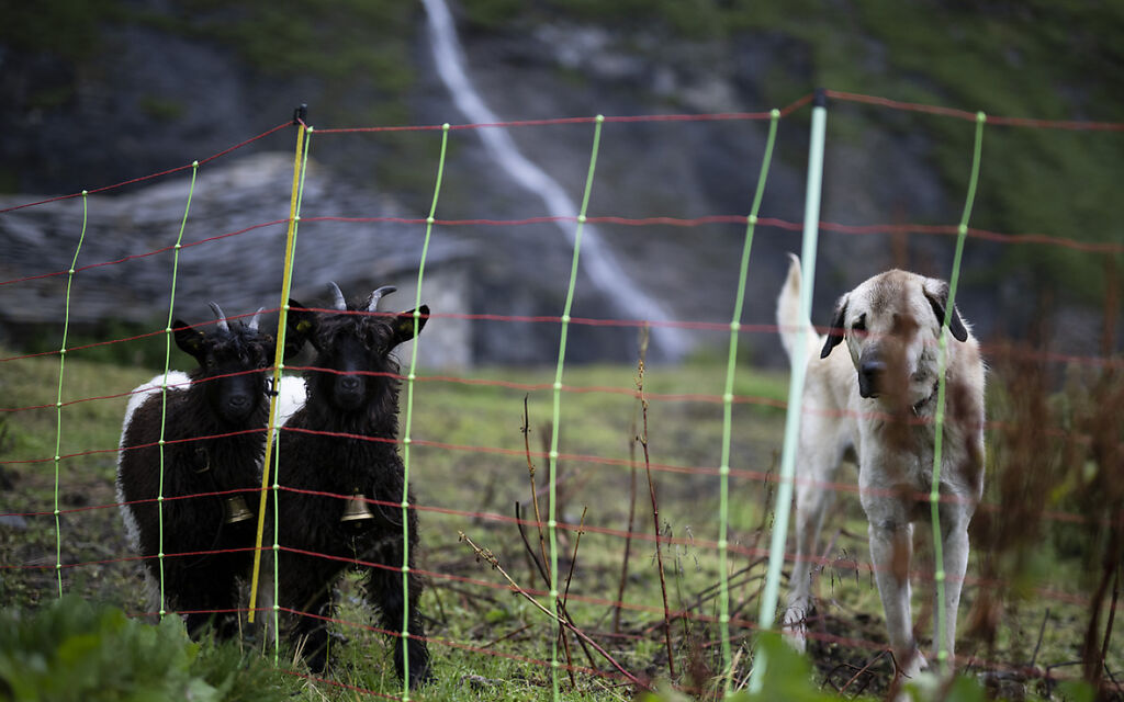 Lupo Gregge Pecore.capre 158159026.HR 0e23b