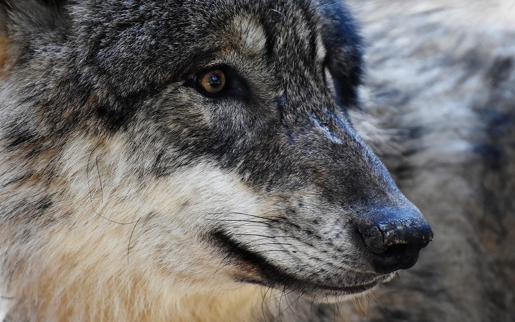 Lupo Primo Piano Ca4ba