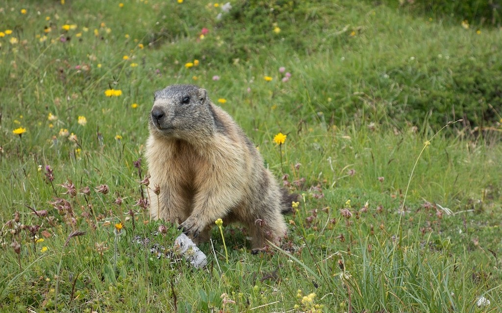 Marmotta Prato 278cb