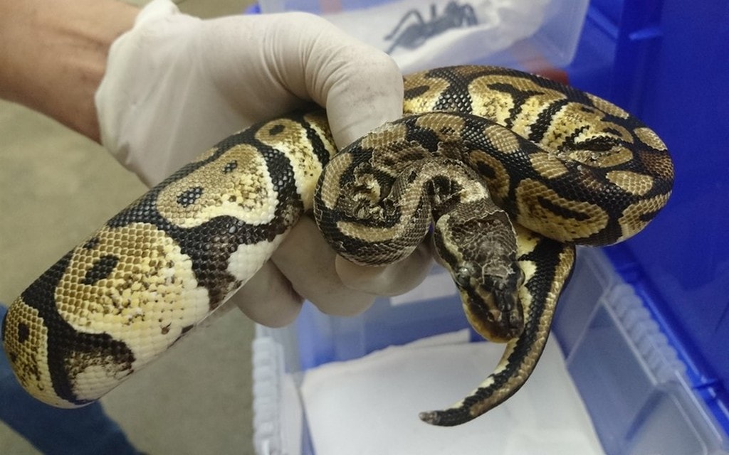 Mesolcina Animali Esotici 2019 01 Fc342