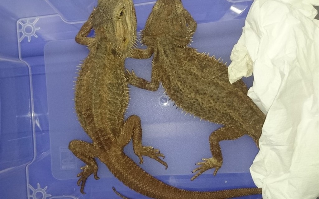 Mesolcina Animali Esotici 2019 02 953d8