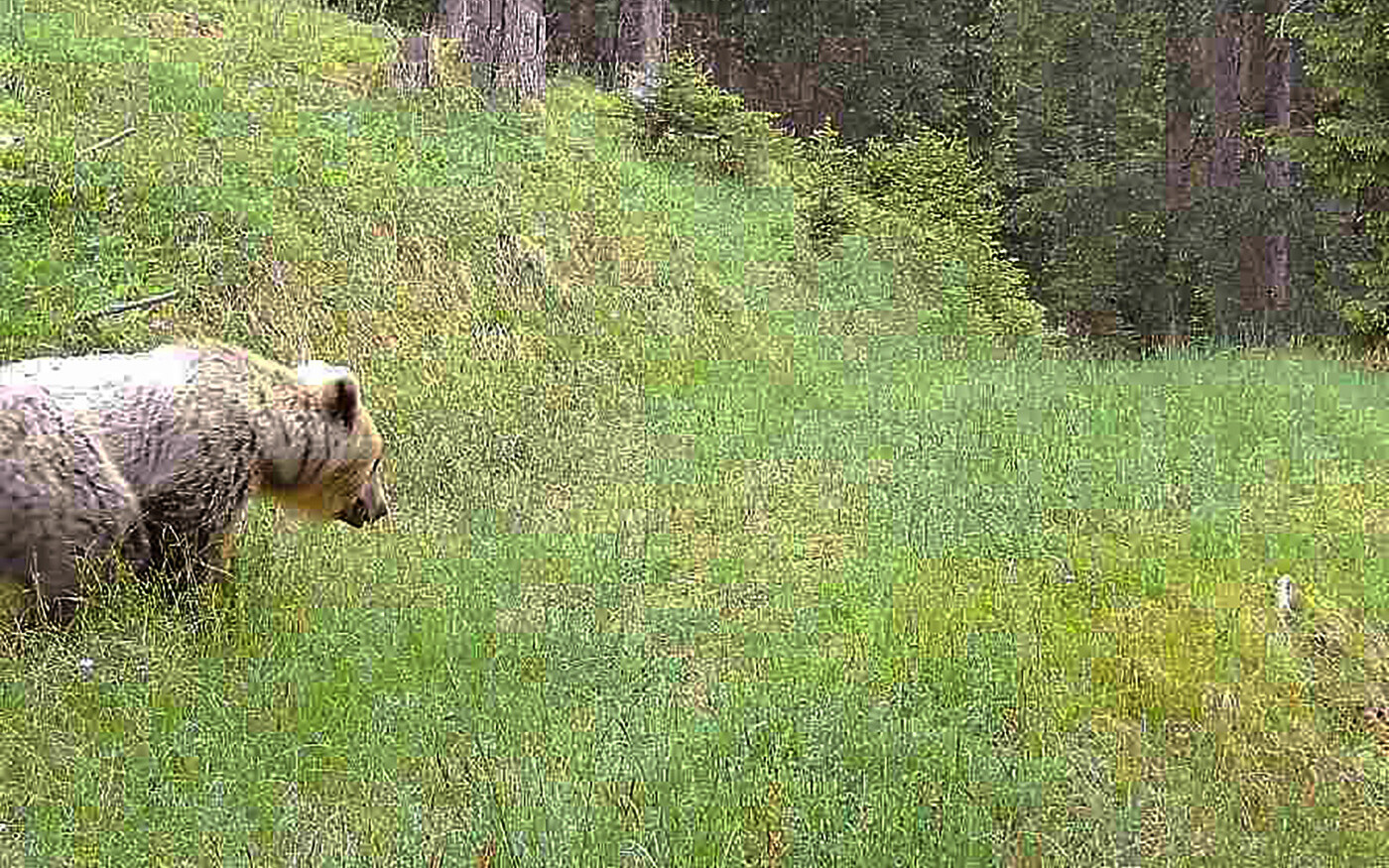 Orso Berguen 2025.HR A751a