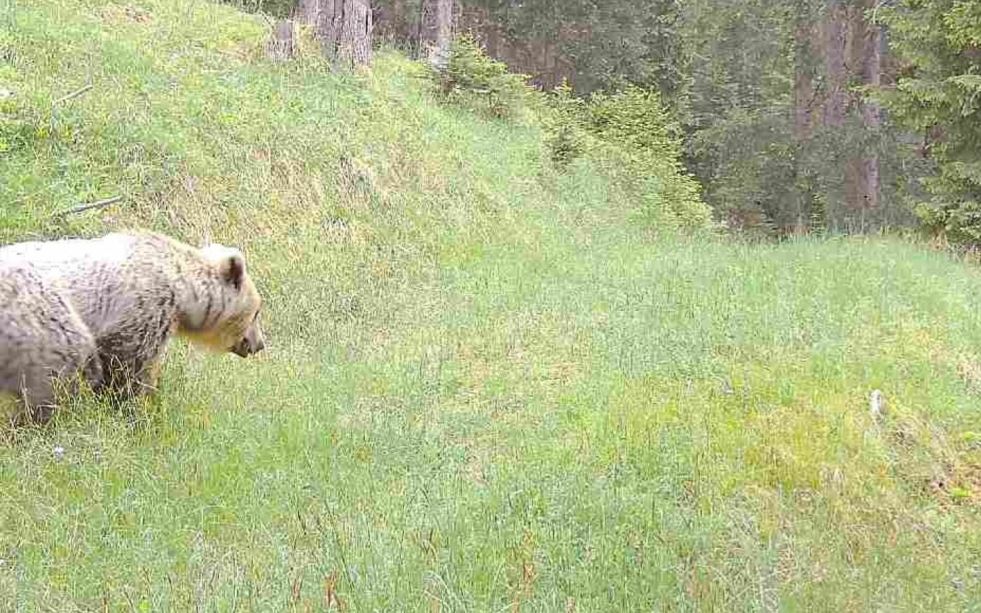 Orso Engadina Bassa.HR 0fd60