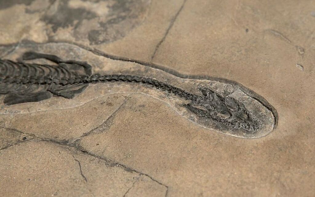 Prosantosaurus Scheffoldi E956f