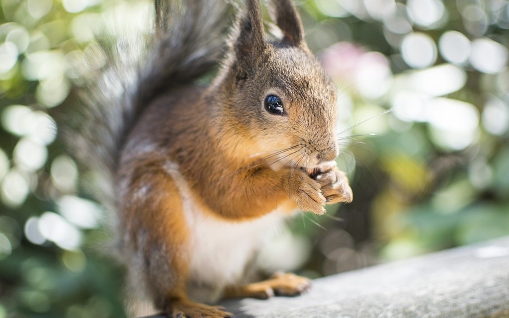 Scoiattolo 0e071