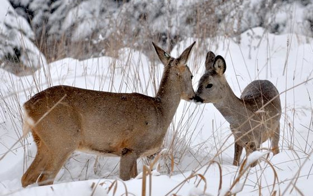 Selvaggina Neve 443f4