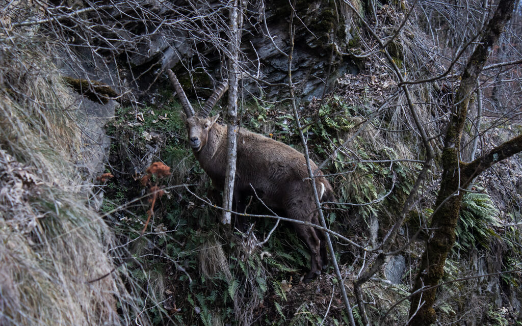 Stambecco 3482 87d60