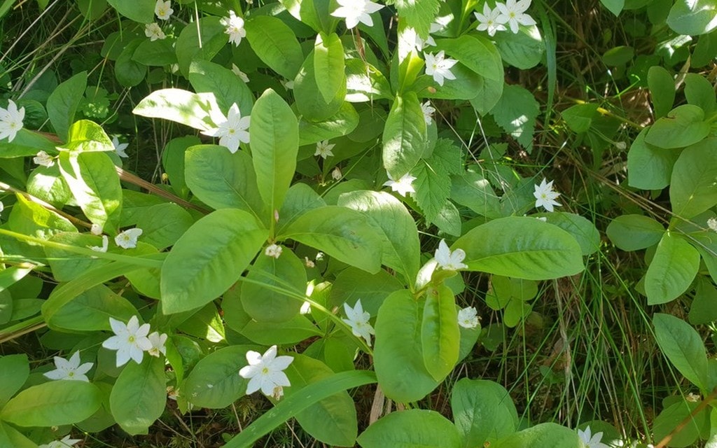 Trientalis Grande D7748