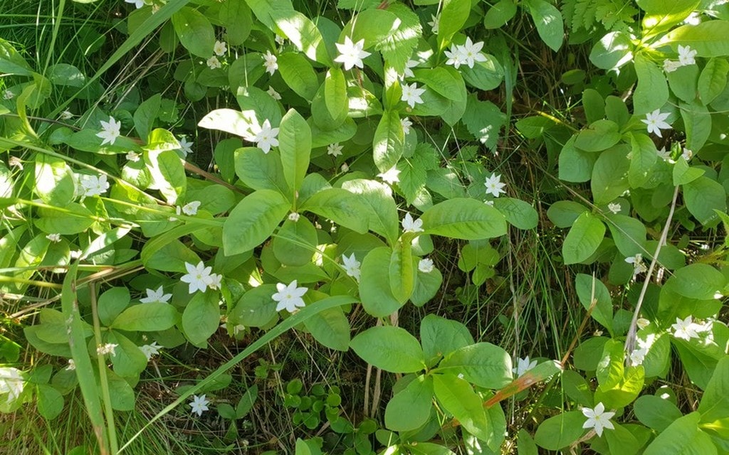 Trientalis Piccola 35b10