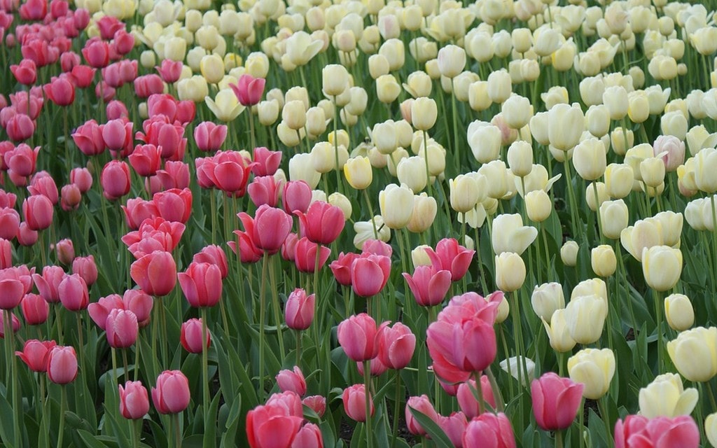 Tulipani Rosa Bianchi 53dbb