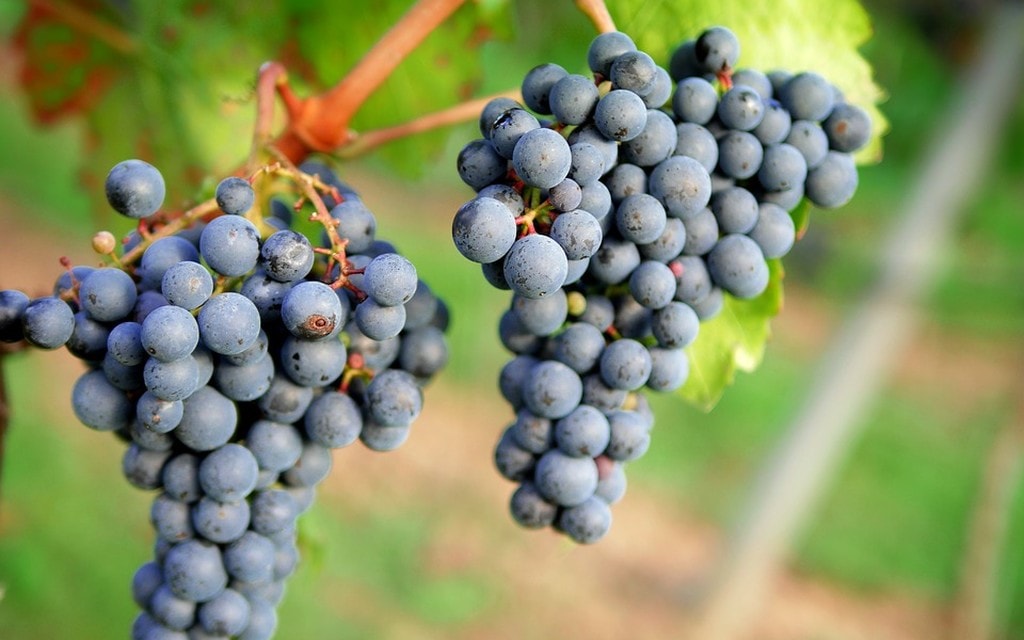 Uva Grappoli 17f96