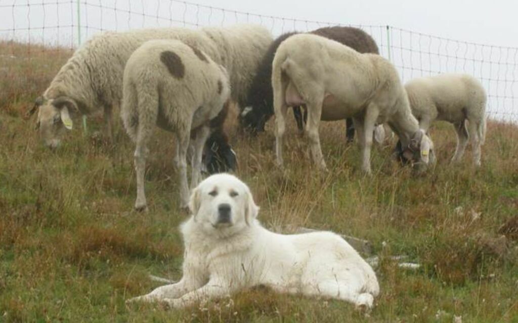 Cane Guardiano 871f1 62d22