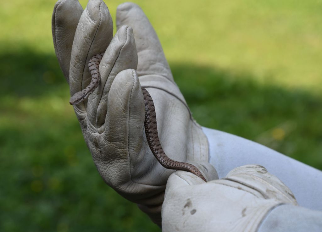 DSC_9767.jpg Res 2079 4bfc8353af0631581d60f971a7934175