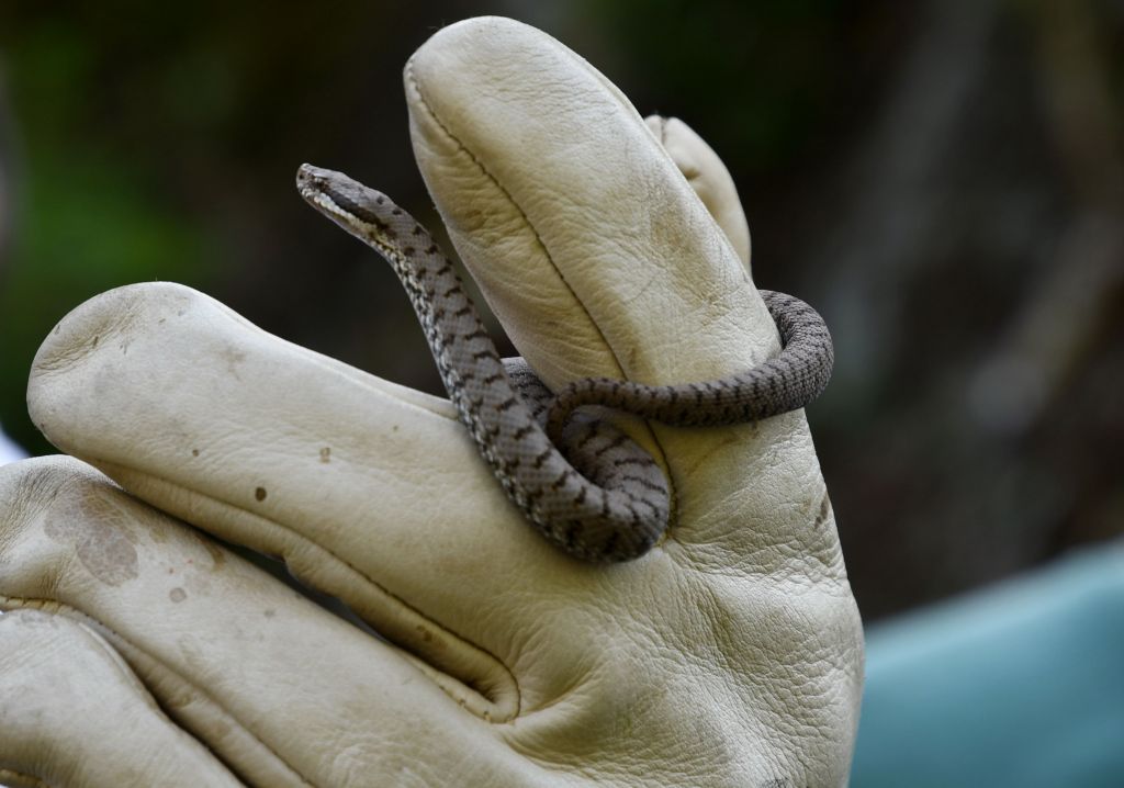 DSC_9726.jpg Res 2079 B340e5ab382f92e7bdd93a19b569bcaf