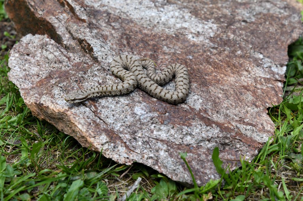 DSC_9853.jpg Res 2079 E3dd892f6065716d3df58f4f5360465f