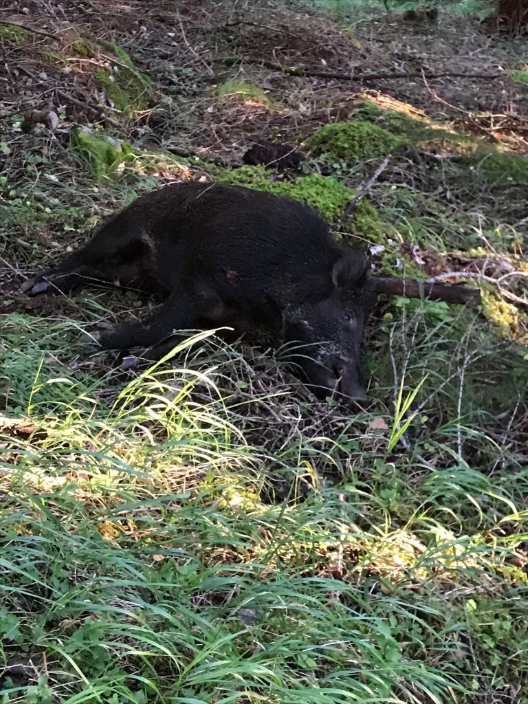 PHOTO-2020-09-03-11-57-27.jpg Res 3514 2a11e4bd68900f46118420438ee13c1d