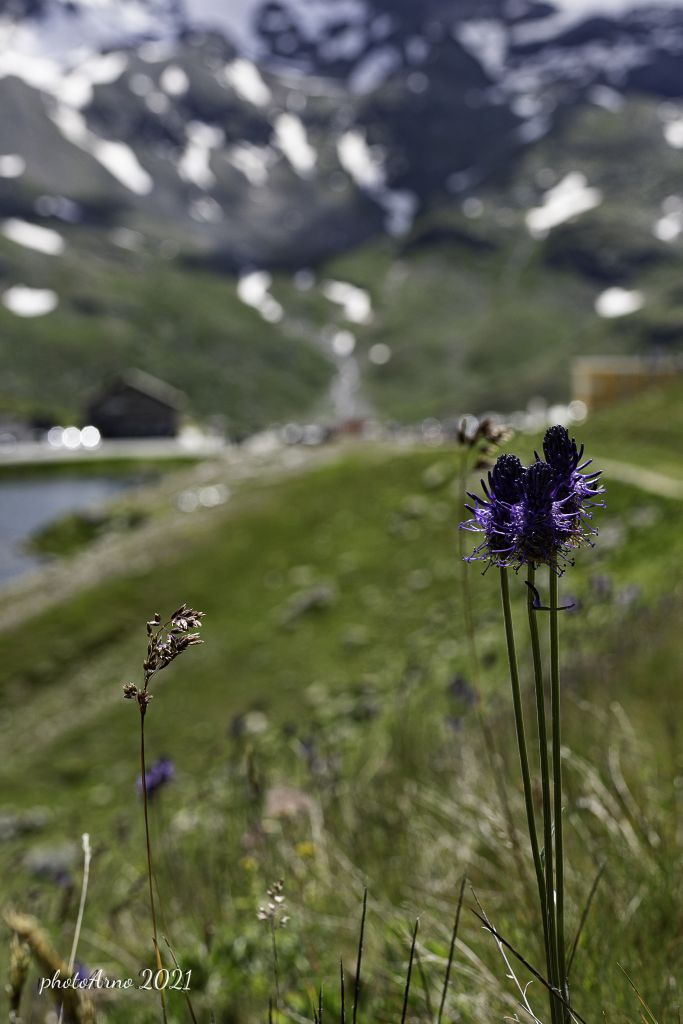 Käfer Ospizio-114.jpg Res 4323 225c30a22ec9ca528bb5c48f0dfeebf9