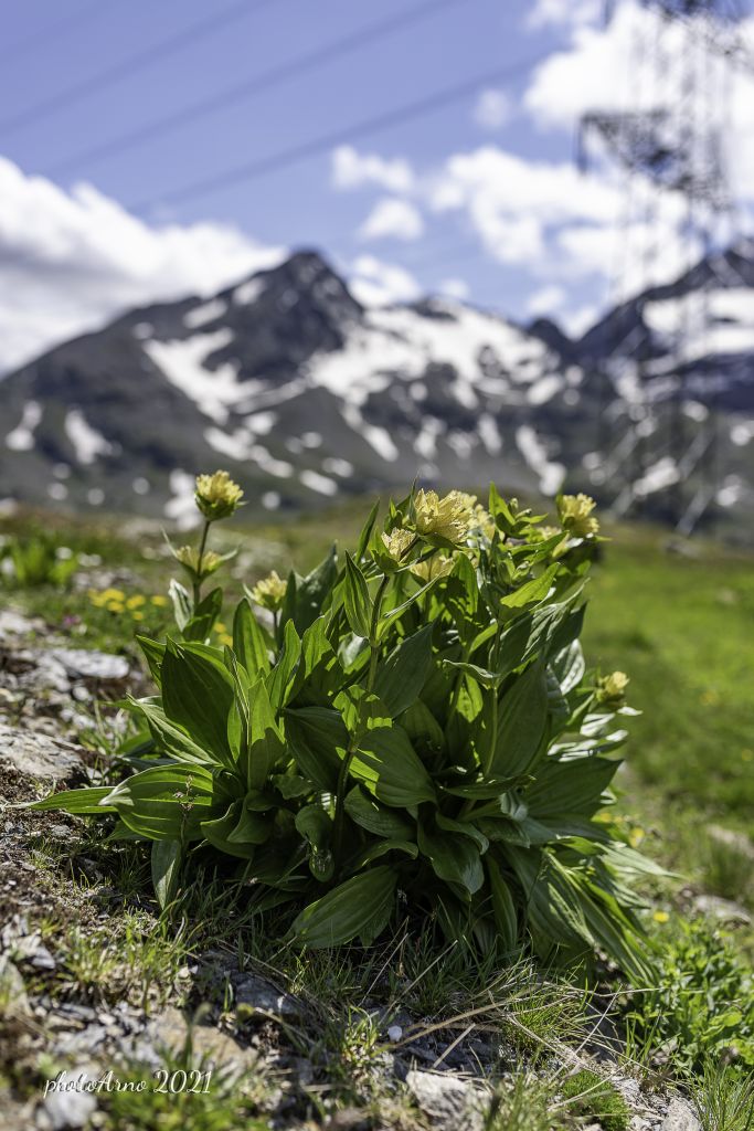 Käfer Ospizio-111.jpg Res 4323 7232632bcfcce47aa3524da8286060e9