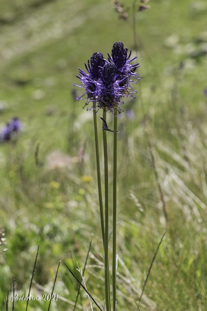 Käfer Ospizio-113.jpg Res 4323 E6f7a61df778ce840e8a2a40ef09a778