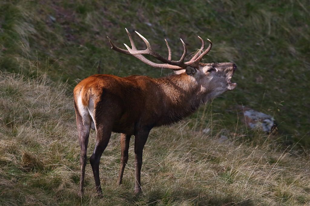 Carlo-Tuena_1J2A1017.jpg Res 4461 13151e4771321977b8057cc13d014621