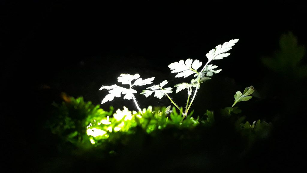 Luca_Battilana_Le_ultime_crescite.jpg Res 4461 1ba9b5a93a6a5f29f6d1e15a1c573bed