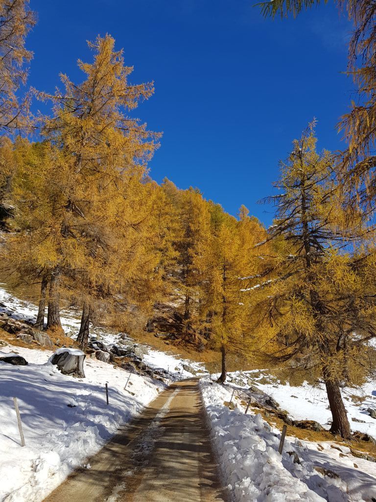 Crameri-Delia-20211107_120524.jpg Res 4461 22213968624031ca0edbfbb118bd7c6d