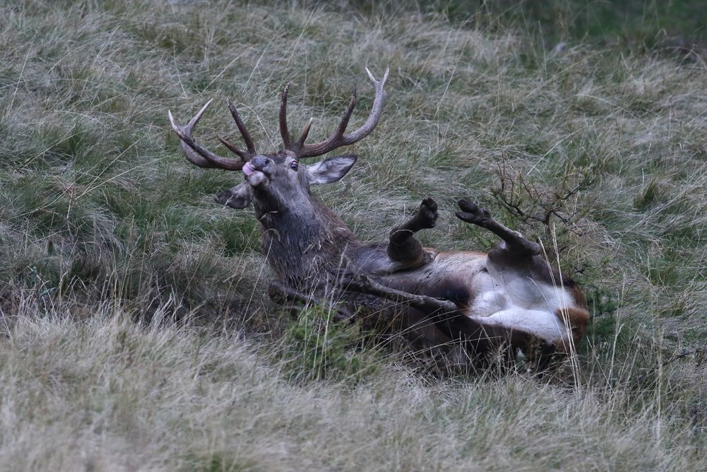 Carlo_Tuena1J2A0482.jpg Res 4461 25fa8bd519e6cdaa4a7b6a7aec492d9e