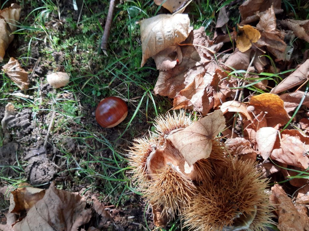 Loretta-Cortesi_20211001_111228.jpg Res 4461 9817876bf30788c00cf17a36f2c0f7c9