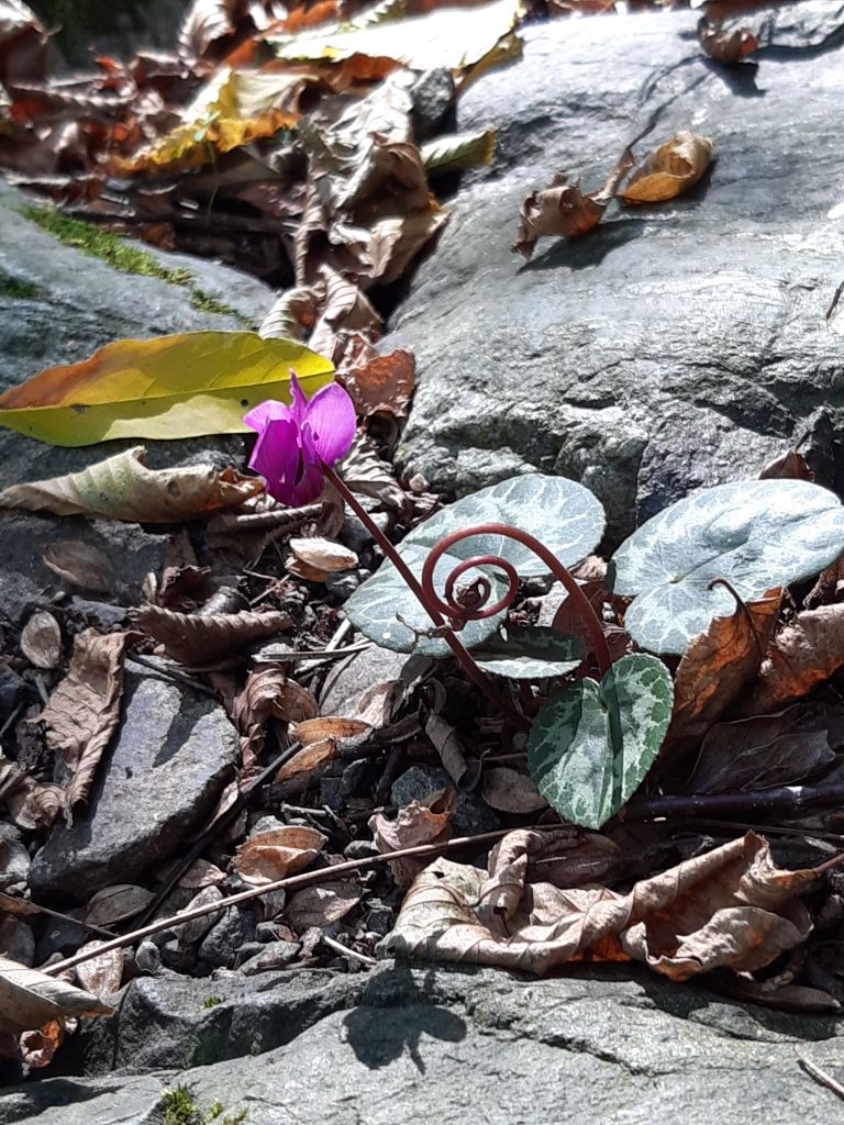 Loretta-Cortesi_220211001_112907.jpg Res 4461 A1cd812a6466c66d8f3c8185fc956507