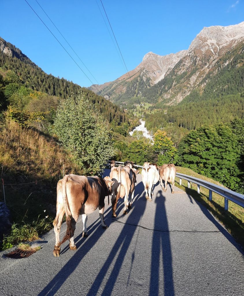 FabioSciuchetti11.jpg Res 4461 Da561df63c29f65bf218d3201665f091