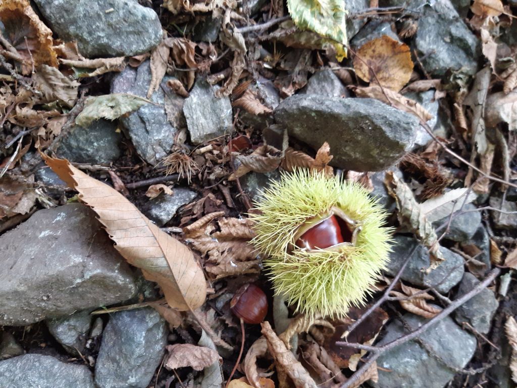 Loretta-Cortesi_220211001_111058.jpg Res 4461 E615ee80f78eed2d2c08a5e0b9fc886e