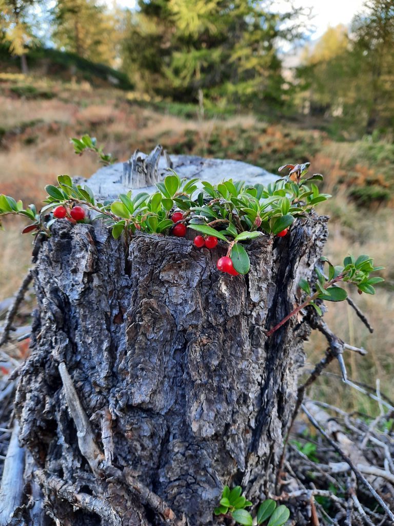 Marcella-Costa_30_175229.jpg Res 4461 F994f10d11baf76a9ca948e74e5d6b04