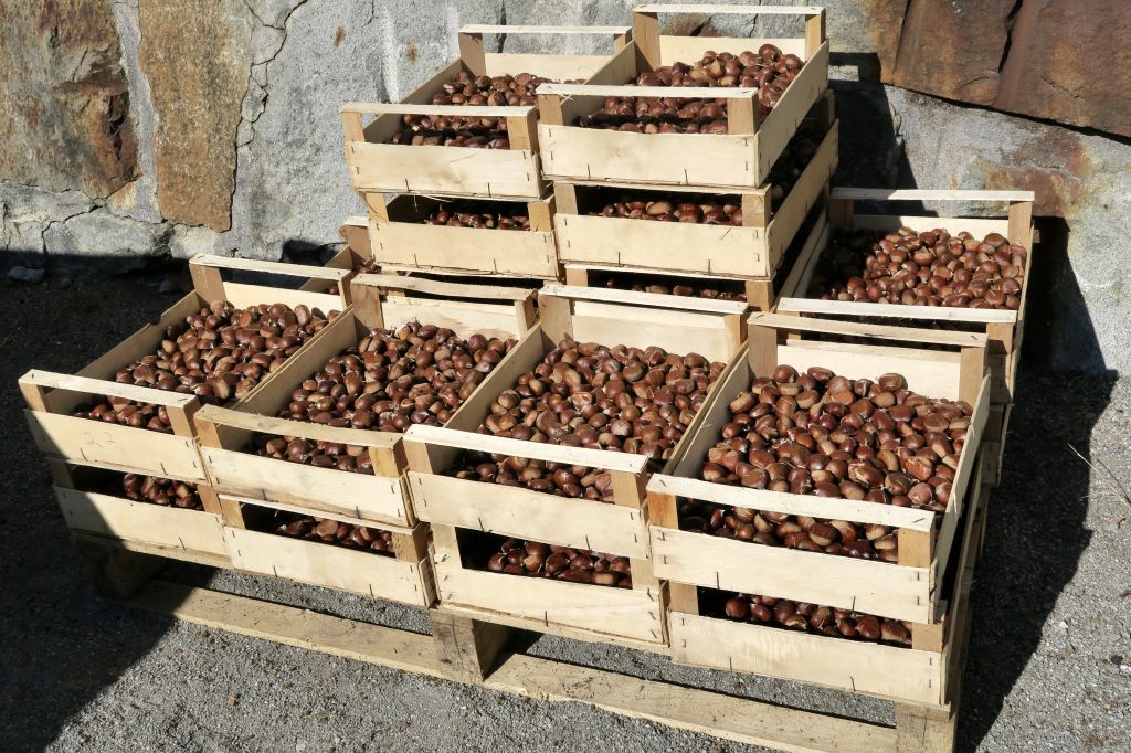 Pane e castagne 2021_8068.jpeg Res 4571 286d828b9895c794c3a1033ad266df62