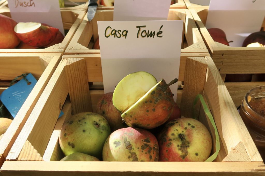 Pane e castagne 2021_8024.jpeg Res 4571 F93053045e4c385d357502a519481ffe