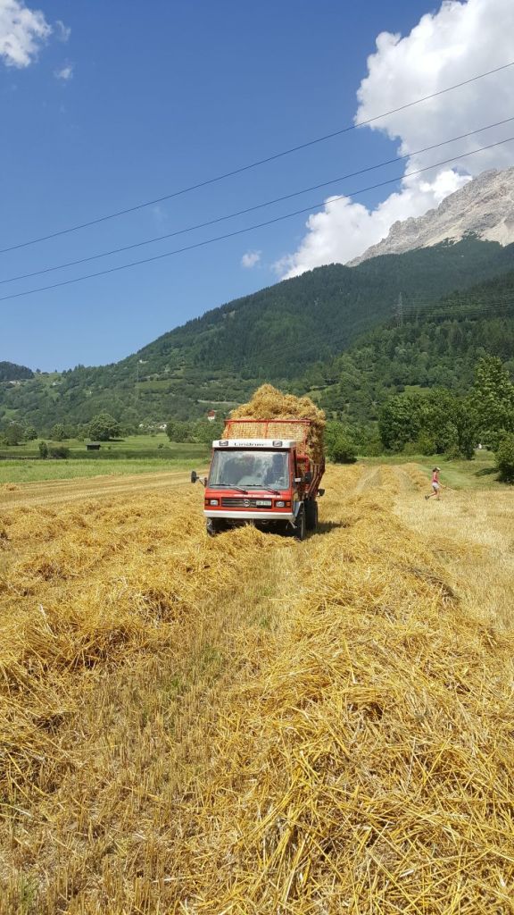 paglia.jpg Res 5759 A81d577bd6a3edc12e310295e32b5822