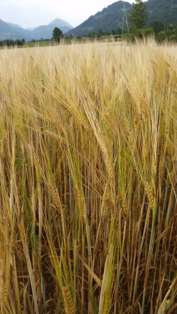 campo 2.jpg Res 5759 E40128411db475fb3f223d52cd65e87e