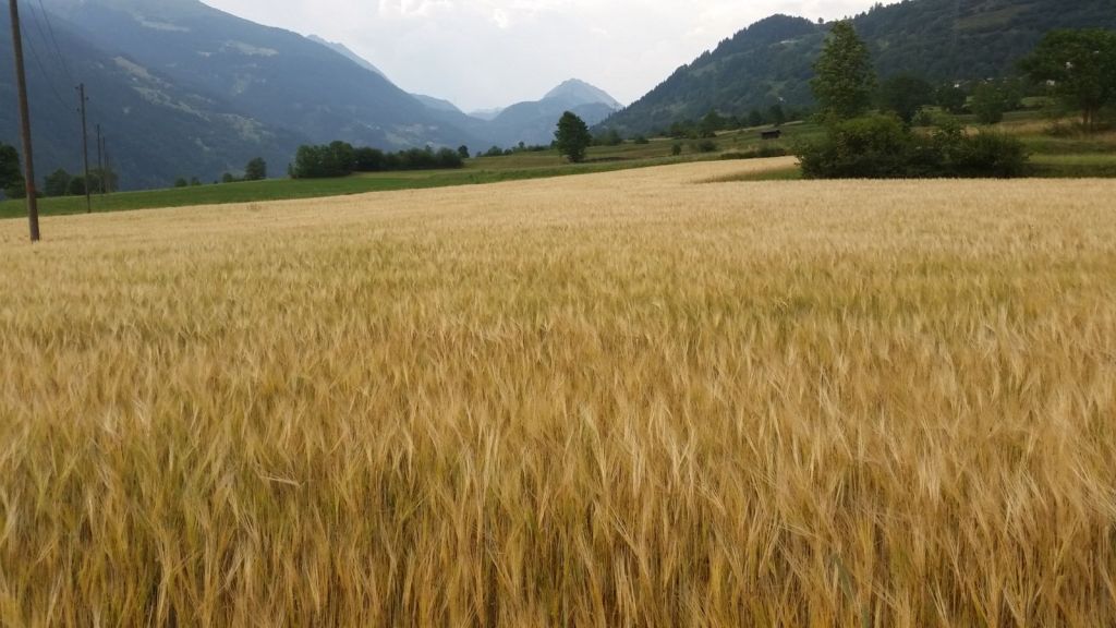 campo 3.jpg Res 5759 Ed6fd034317a9957dd2000661537d32c