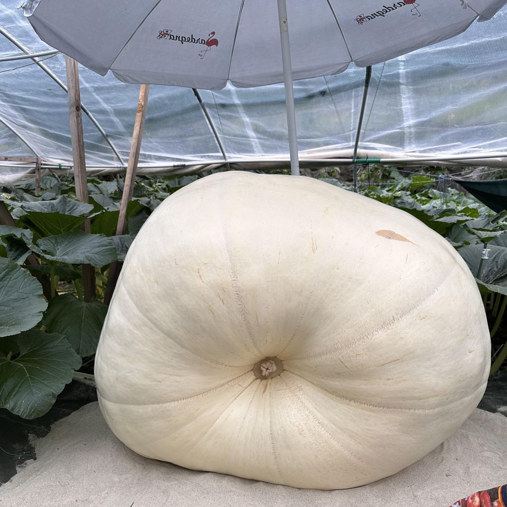 369721775_10223774617929670_3148265353801017593_n.jpg Res 6242 E08783af089f8c267f1f1ade9b0f4a55