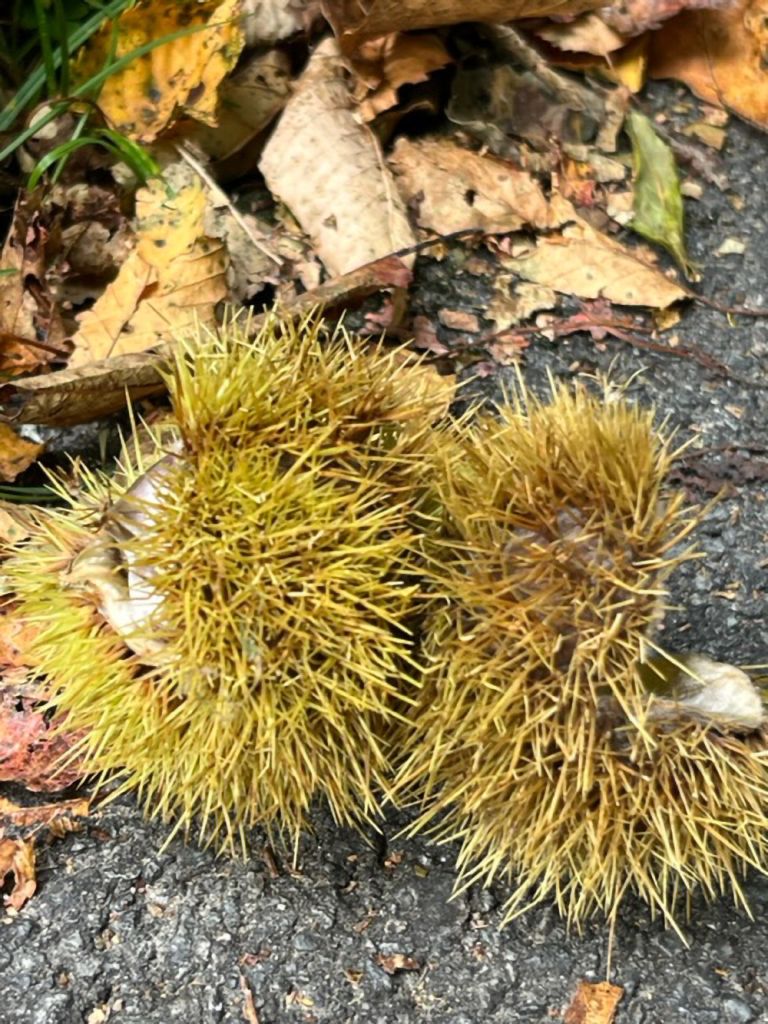 995.corina-petruzio-IMG_0809.jpg Res 6272 137d331fded2e27480da5658ea85d5ac