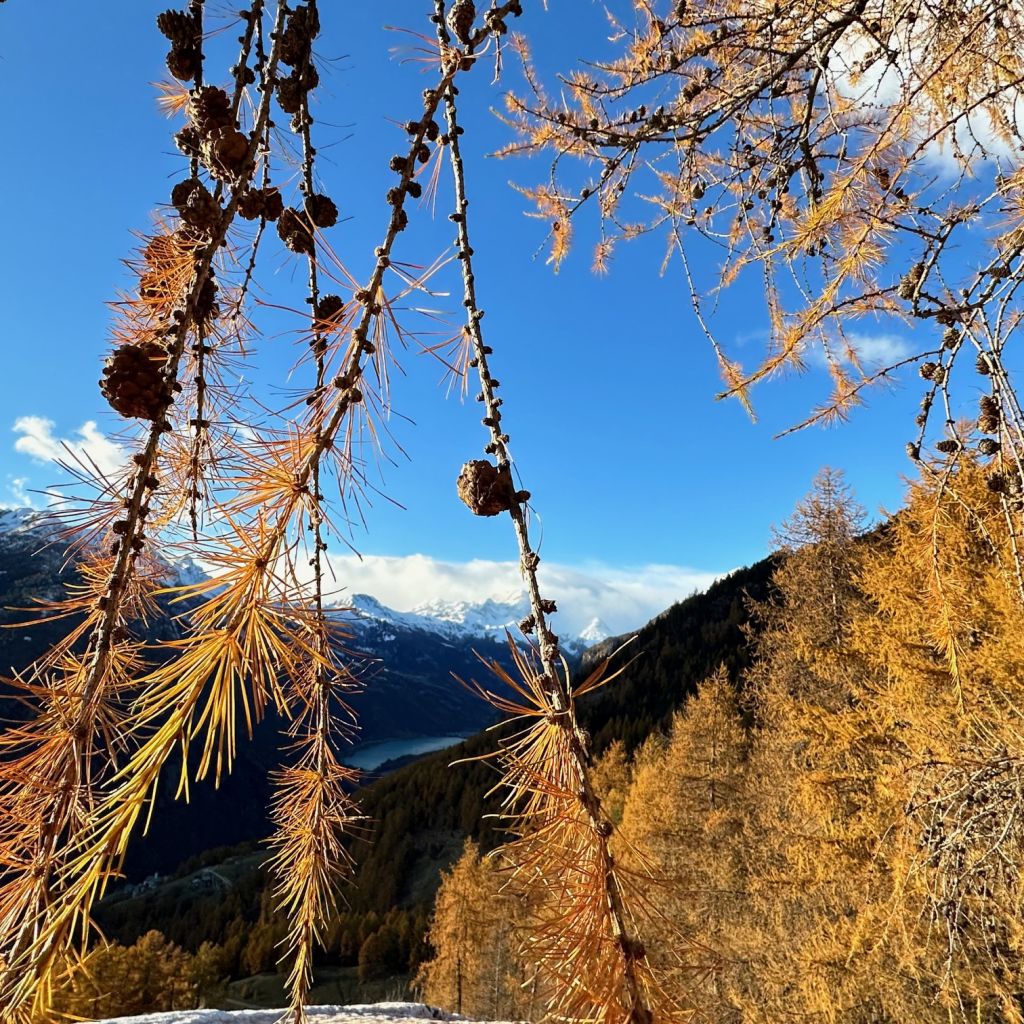 912.soro-menghini-IMG_1849.jpg Res 6272 1d8aac59022caf5343536a610ff40c33