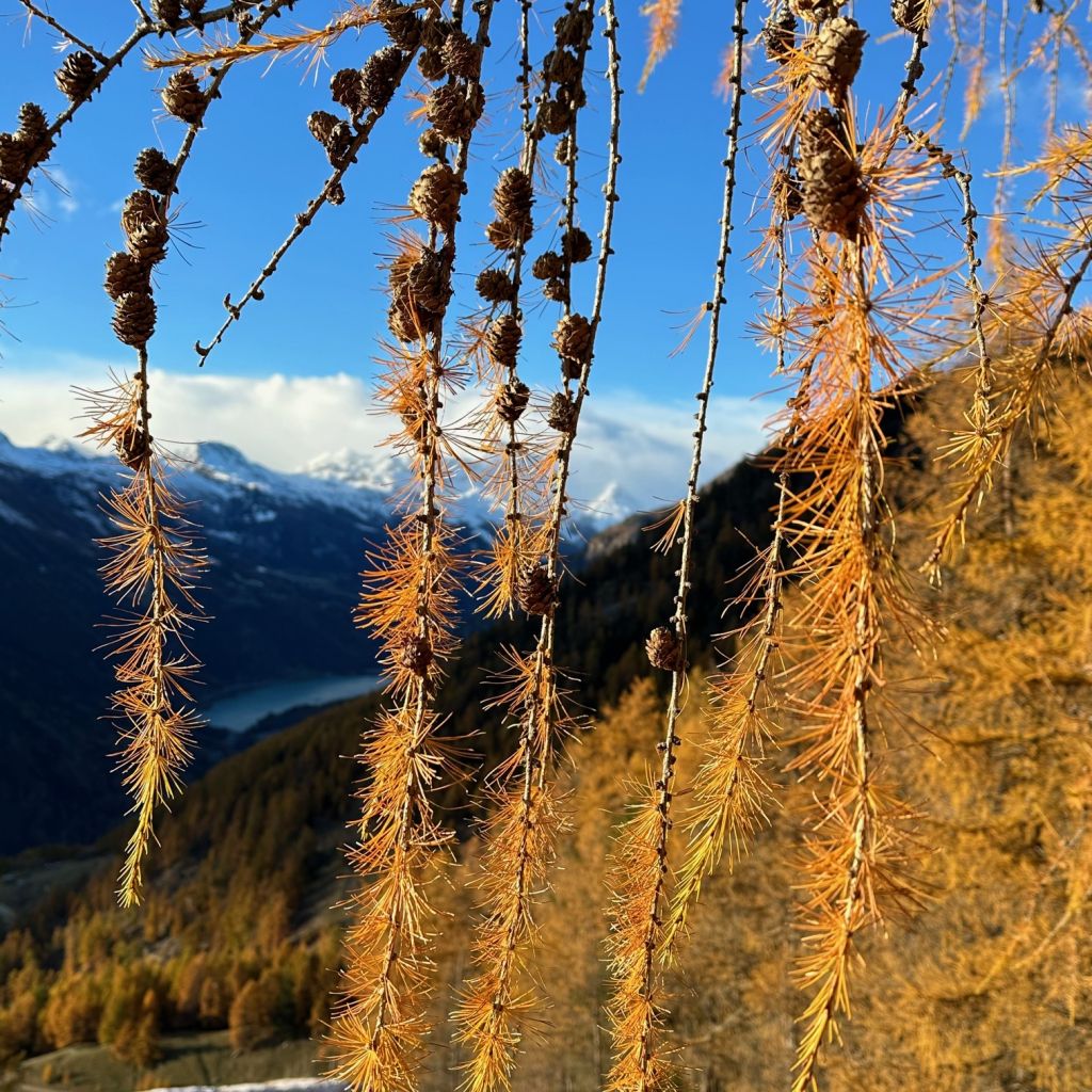 913.soro-menghini-IMG_1844.jpg Res 6272 2261b8d5c282cca72072ab6164e6f601