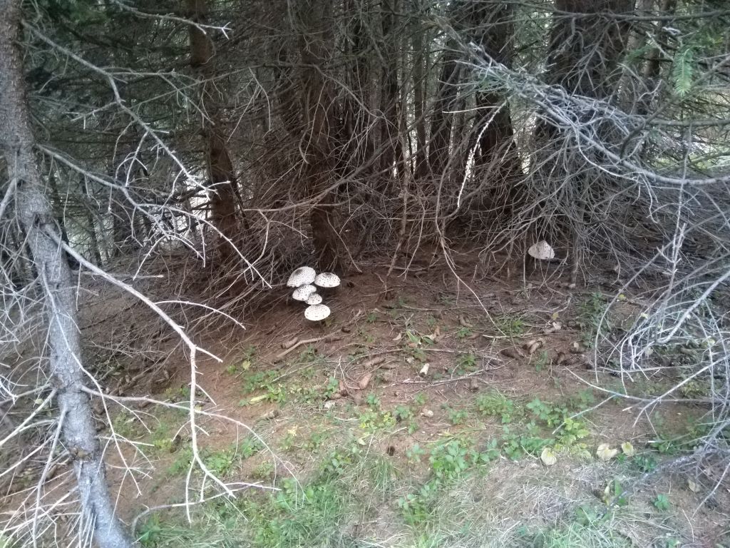 Iris-crameri_20230930_181613.jpg Res 6272 27069ab6ff72221726617d19708cb5da