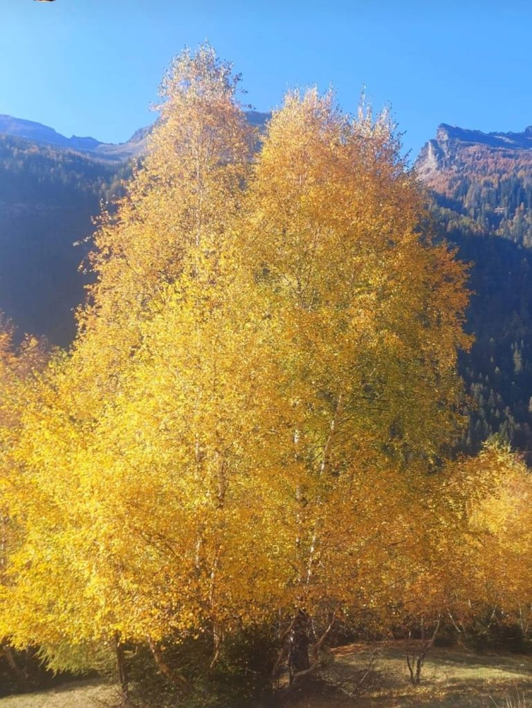 Daniela PArolinScreenshot_20221028-000339_Facebook.jpg Res 6272 29e0dc6dc7e0f5d0c051a90abde86536