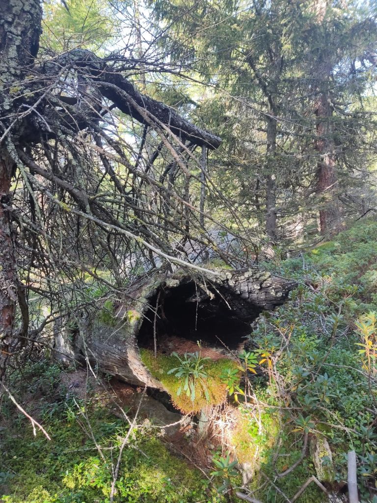 896.fulvia-rinaldi-IMG-20231125-WA0006.jpg Res 6272 3344be8a651710f9c6feec6bb5e24ee8