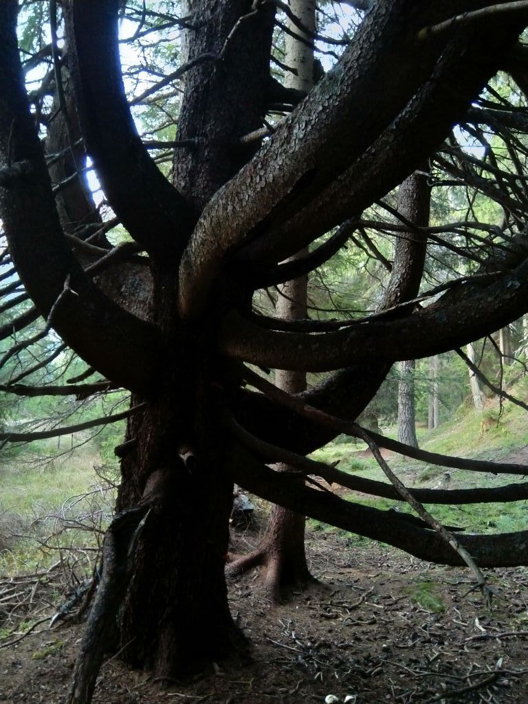 Iris-cramer_20230930_182610.jpeg Res 6272 398d181c31db2efa530315f4de039e07