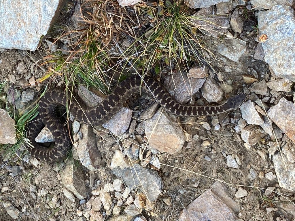 Fbalsarini_5602.jpg Res 6272 42140694b836ea9e71a580285c6c0d44