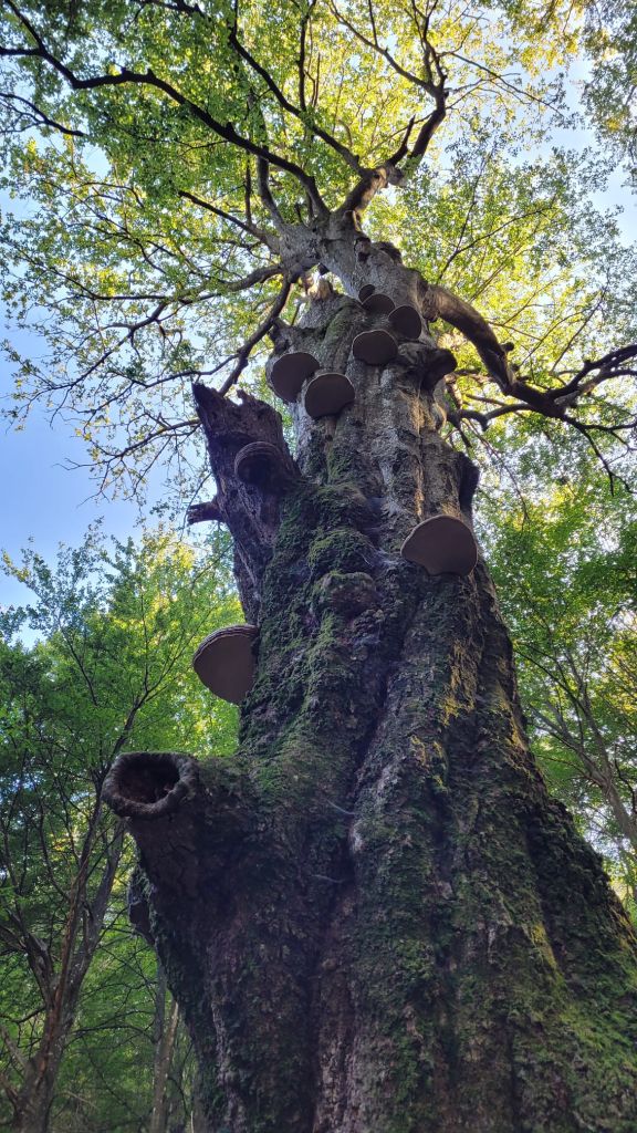 Daniela PArolini-20230916-WA0044.jpg Res 6272 47523e9e41052accd25d53867d17cd75