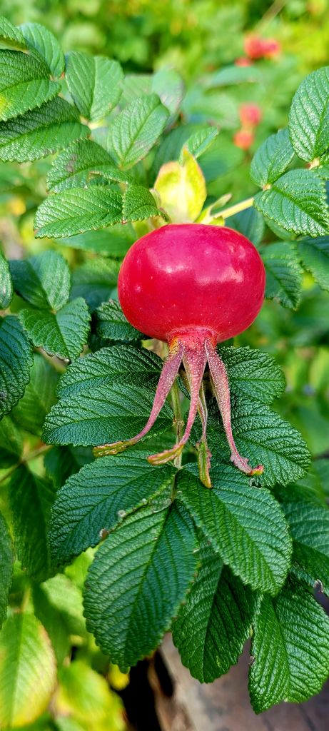 Daniela PArolin20230915_162739.jpg Res 6272 4a9d9f536a0b87e132ea8facfd49b96f